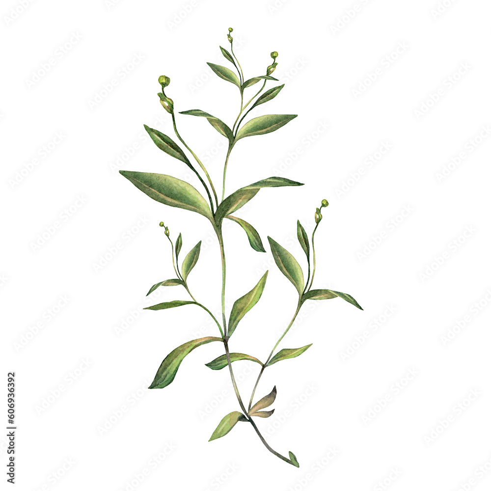 Watercolor grass and leaves isolated on white background. Hand-drawn green bush with bud. Creative branch for invite card, wedding celebration and sticker. Clipart for wallpaper wrapping