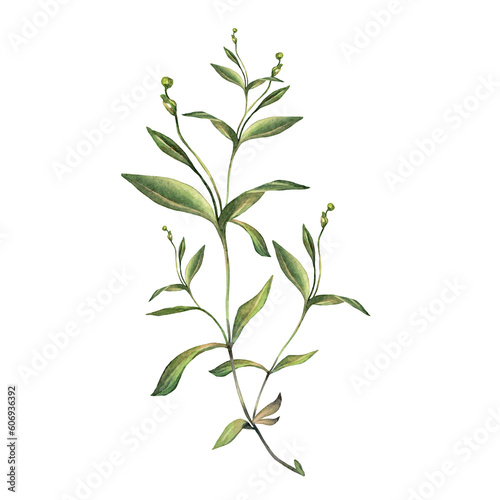 Watercolor grass and leaves isolated on white background. Hand-drawn green bush with bud. Creative branch for invite card  wedding celebration and sticker. Clipart for wallpaper wrapping