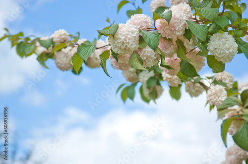 薄ピンク色のヤブデマリ（ビバーナム）の花と青空 photo