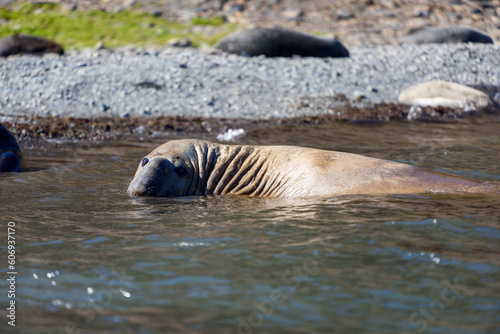 Elephant Seal in the ocean water at Stromness Bay - South Georgia Island
