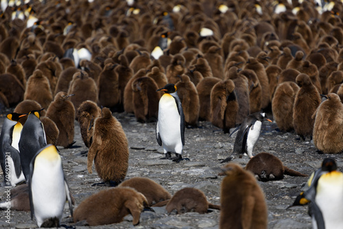 Group of young and adult King Penguins on South Georgia Island