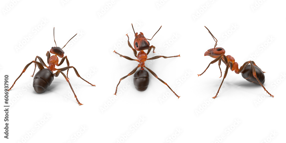 Fotografía ant isolated on transparent background