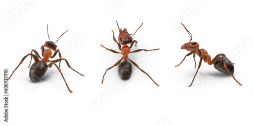 ant isolated on transparent background photo