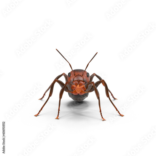 red ant formica rufa