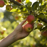 Picking Half-ripe Apples. Generative AI