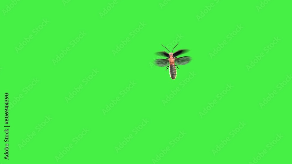 Firefly Flying Top View Green Screen Firefly Flying Top View Green Screen