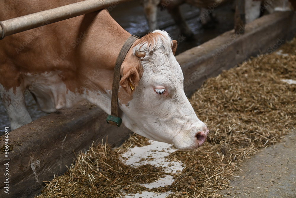 cow, animal, farm, cattle, grass, field, agriculture, brown, meadow, cows, pasture, rural, white, nature, beef, mammal, calf, farming, milk, livestock, green, bull, dairy, bovine, landscape cow, animal, farm, cattle, grass, field, agriculture, brown, meadow, cows, pasture, rural, white, nature, beef, mammal, calf, farming, milk, livestock, green, bull, dairy, bovine, landscape
