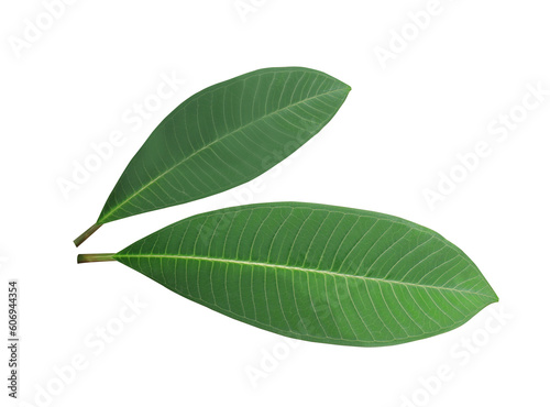 Close up green leaves of plumeria or frangipani tree isolated on transparent background.