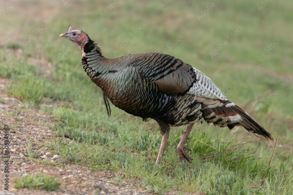 A female wild turkey walks through a grassy field up a gravel slope while looking for food early in the morning on a calm summer day in the mountains of Southern Utah. A female wild turkey walks through a grassy field up a gravel slope while looking for food early in the morning on a calm summer day in the mountains of Southern Utah.