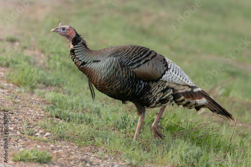 A female wild turkey walks through a grassy field up a gravel slope while looking for food early in the morning on a calm summer day in the mountains of Southern Utah.