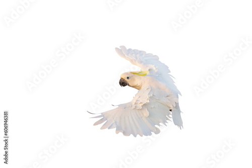 Beautiful of Cockatoo parrot flying isolated on transparent background png file 