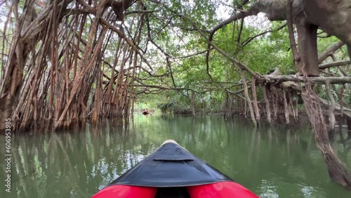 View of Mangrove Forest While Canoeing, Thailand