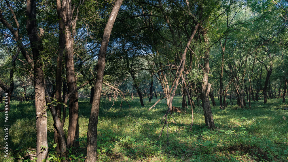 Thickets of the Indian jungle. A termite mound is visible among the green grass. Trunks and branches of trees against the blue sky. Light and shadows. Ranthambore National Park.