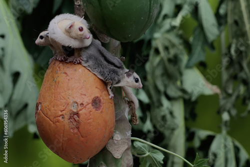 An albino adult female sugar glider is eating papaya fruit with her two babies. This marsupial mammal has the scientific name Petaurus breviceps.