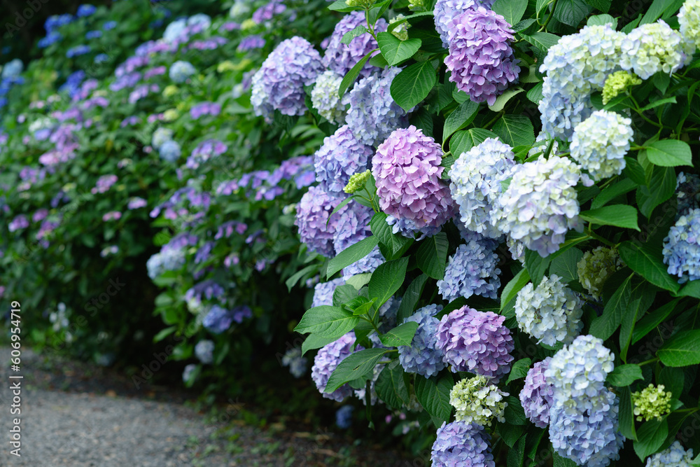 アジサイ Hydrangea アジサイ Hydrangea
