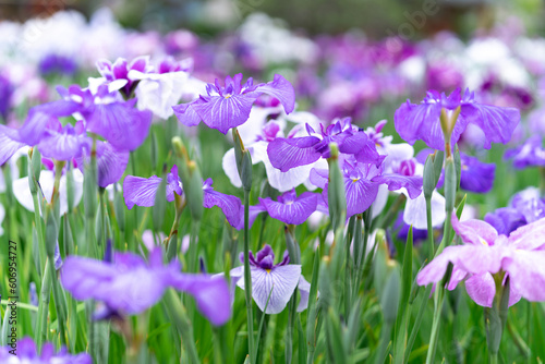 ハナショウブ　Iris ensata © 英二 柳