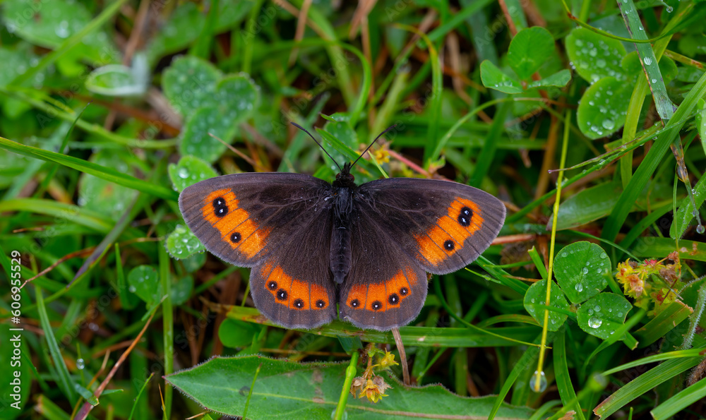 beautiful brunette Scottish ; erebia aethiops beautiful brunette Scottish ; erebia aethiops