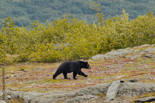 Black Bear photo