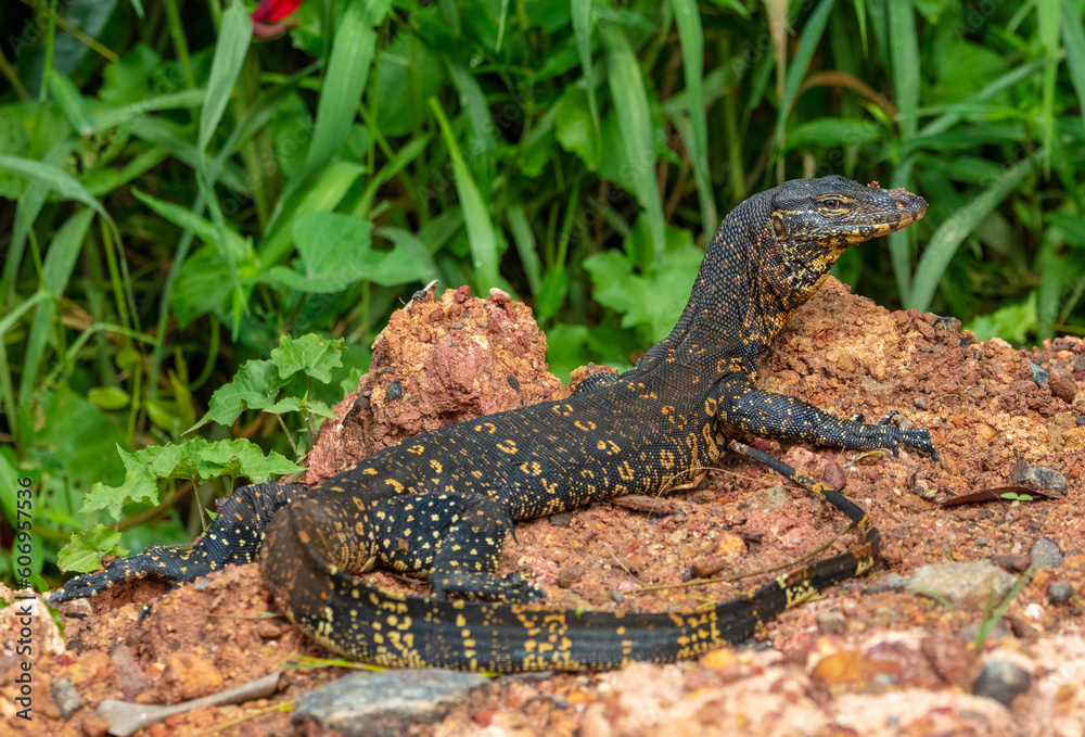 Naklejka premium Water monitor lizard