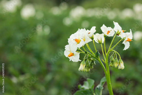 A picture of flowers of new potatoes is in a vegetable garden photo