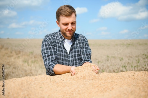 Satisfied young farmer standing on trailer in field and checking harvested wheat grains after harvest.