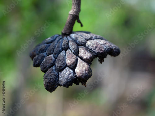 The dried srikaya fruit is black and hangs on the tree photo