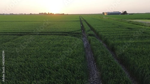 Aerial view of a track in a wheat field during sunset