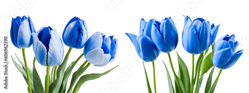Blue tulips on white background. Generative Ai	 #606962390
