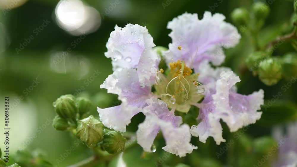 Lagerstroemia speciosa flower on nature background. Lagerstroemia speciosa flower on nature background.