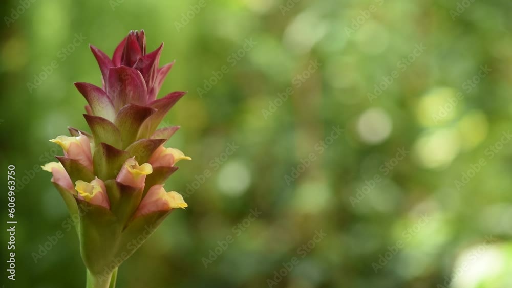 Wild Turmeric or Curcuma aromatica flower on nature background. Wild Turmeric or Curcuma aromatica flower on nature background.