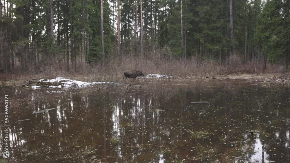 View of female moose eating plants on small lake View of female moose eating plants on small lake