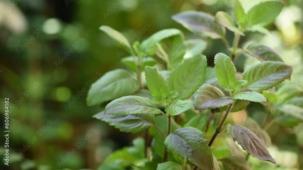 Holy basil trees on nature background. Holy basil trees on nature background.