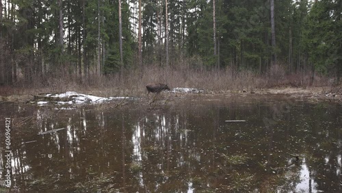 View of female moose eating plants on small lake