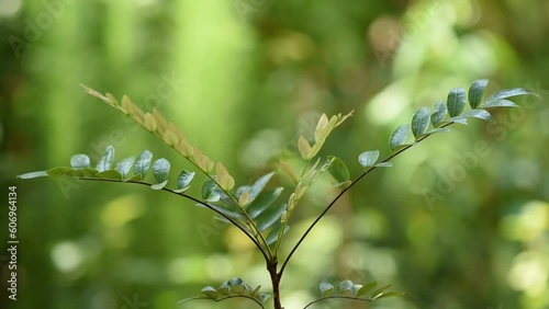 Eurycoma longifolia Jack tree on nature background. photo