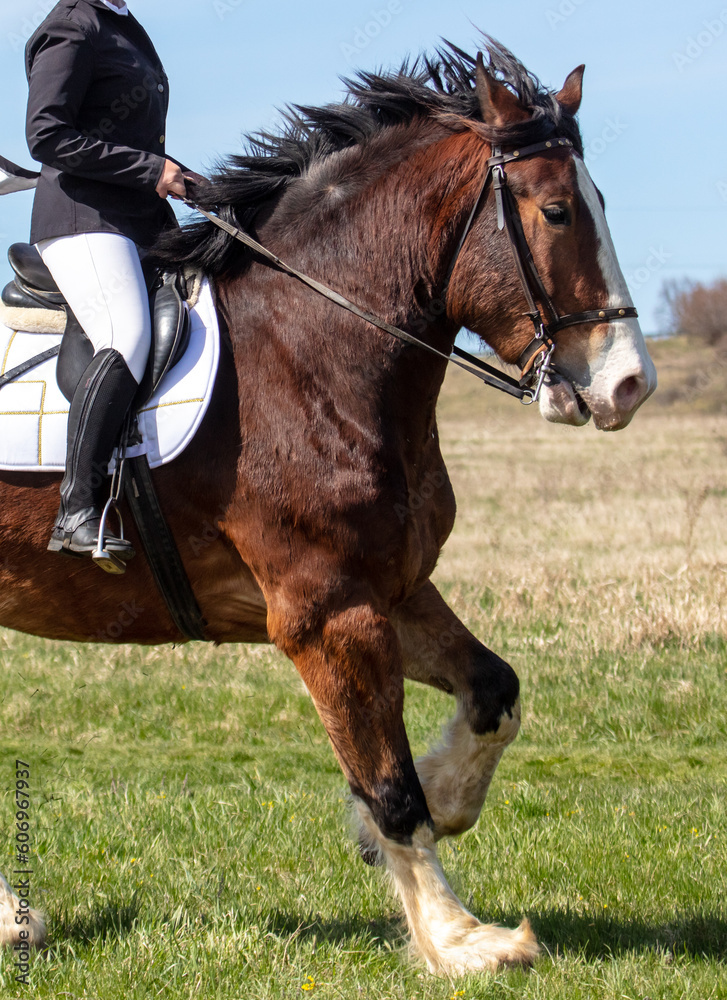 A woman rides a horse in nature A woman rides a horse in nature