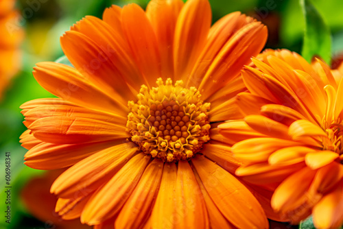 orange calendula close up
