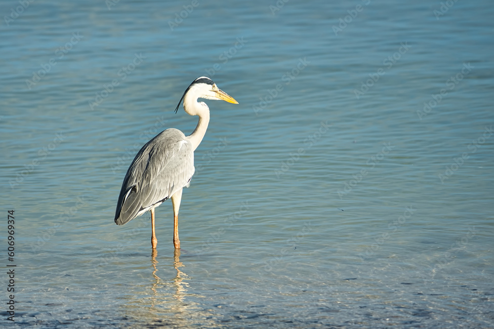 Brown heron bird near the beach, Mahe Seychelles