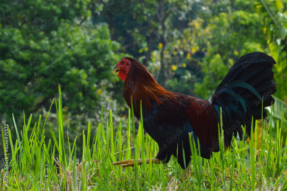 Close Up A Rooster Strolling Among The Grass On The Paddy Field Embankments In The Agricultural Area Close Up A Rooster Strolling Among The Grass On The Paddy Field Embankments In The Agricultural Area
