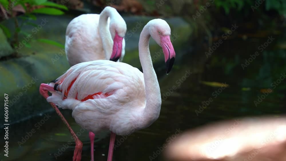 Close up shot of exotic greater flamingo, phoenicopterus roseus with pink bill and restricted black tip, standing with one leg in the water pond at langkawi wildlife park. Close up shot of exotic greater flamingo, phoenicopterus roseus with pink bill and restricted black tip, standing with one leg in the water pond at langkawi wildlife park.