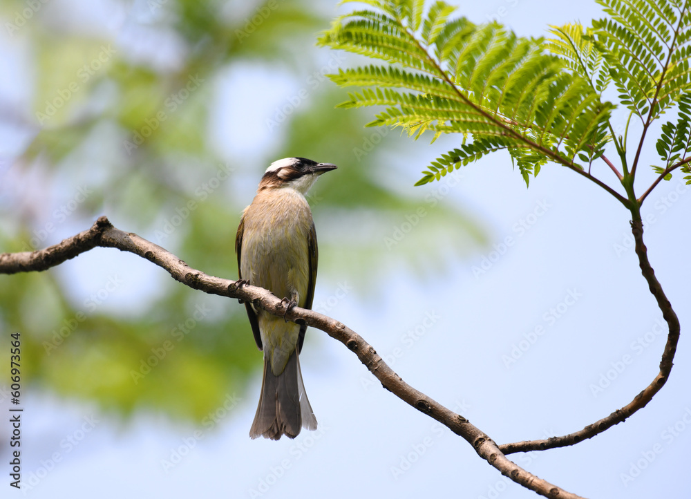 light vented bulbul perching on tree branch light vented bulbul perching on tree branch