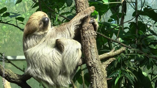 Shot of an a adult two-toed sleeping sloth Choloepus didactylus photo