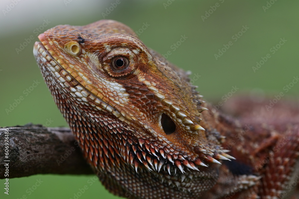 Obraz premium Close up of The central bearded dragon, Pogona vitticeps, also known as the inland bearded dragon, is a species of agamid lizard found in a wide range of arid to semiarid regions