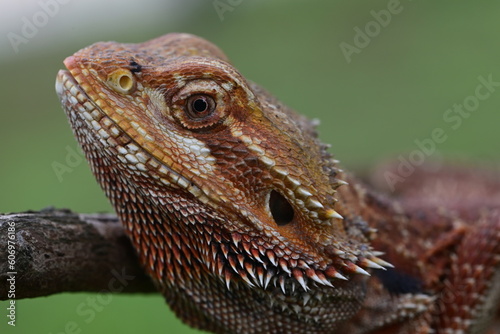 Close up of The central bearded dragon, Pogona vitticeps, also known as the inland bearded dragon, is a species of agamid lizard found in a wide range of arid to semiarid regions