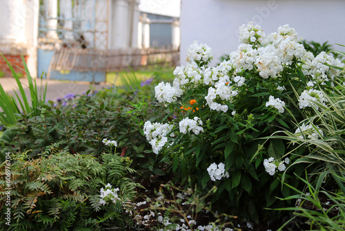 Flower bed with different colorful flowers in the garden. White phlox bush. Landscape design.