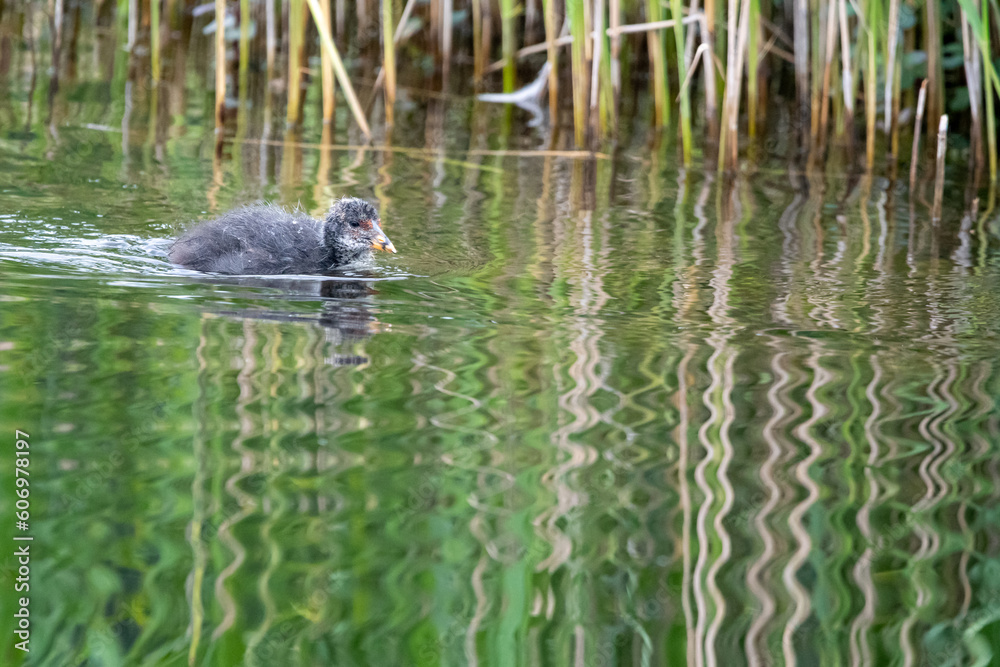 Fototapeta premium Baby/juvenile coot chick swimming on the open water at Lakenheath Fen nature reserve in Suffolk, UK