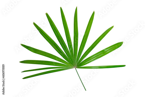 Green nature Circle Palm leaf Coconut leaves on white background isolate with clipping path it easy to cut and edit.