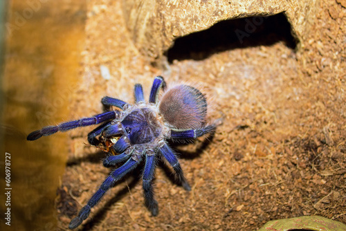 Brazilian blue tarantula (aka Pterinopelma Sazimai), spider in its natural habitat