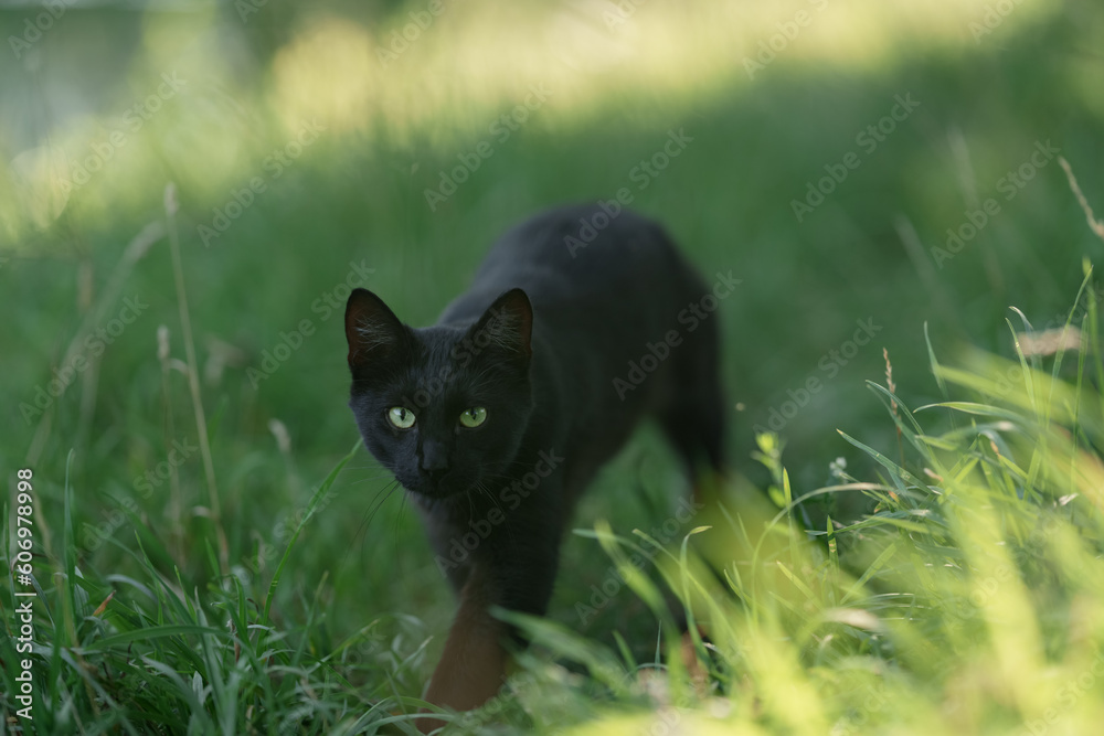 Portrait of young cat walking through a grass