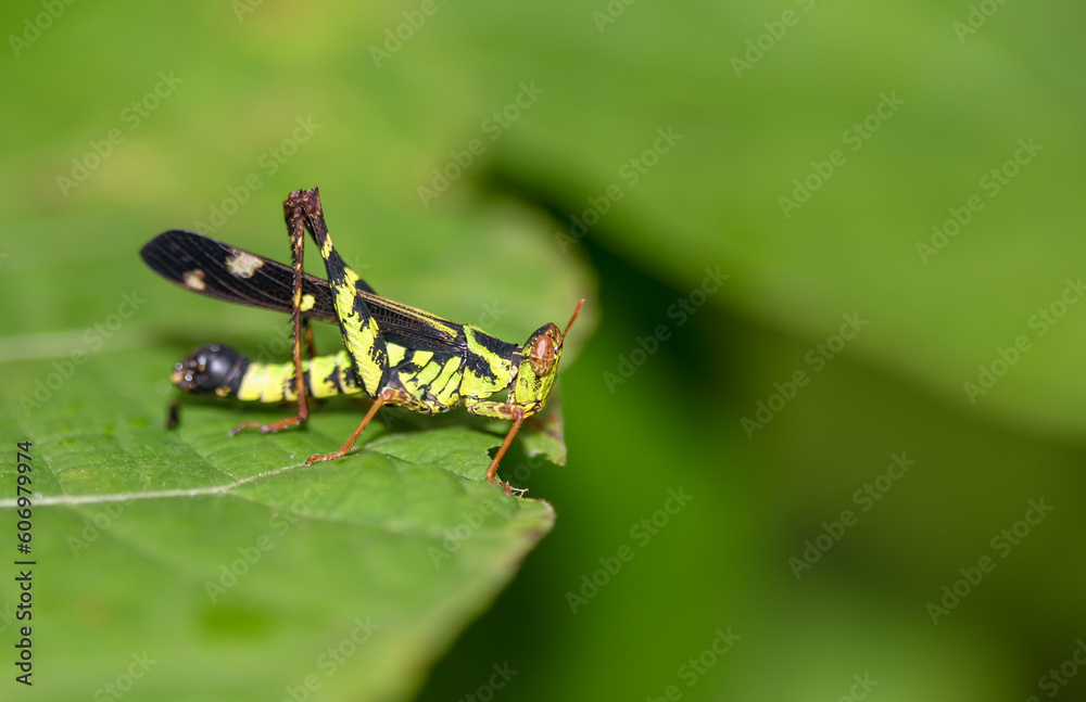 Fototapeta premium Grasshopper on a leaf in the forest