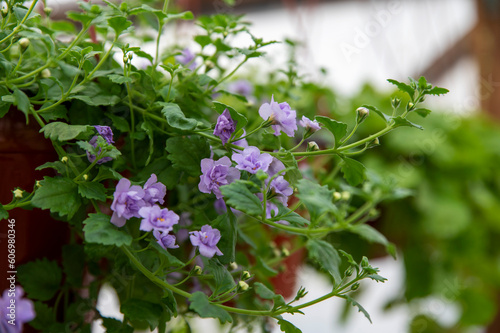 Purple catmint plant flowers Nepeta faassenii catmint, faassen's catmint in the garden. Catmint flower in a pot for the garden. Decoration for veranda or pergola.
